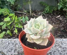 plant