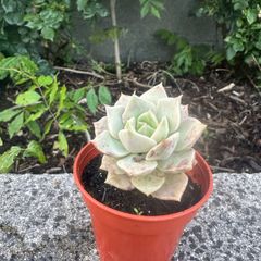 plant