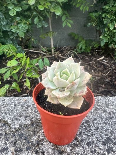 plant