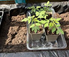 Tomato Plants for Sale