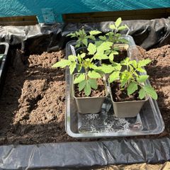 Tomato Plants for Sale