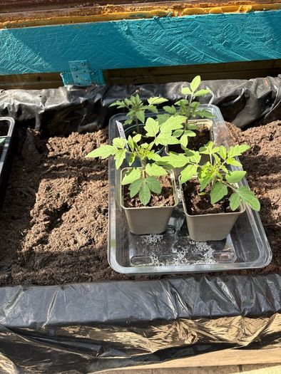 Tomato Plants for Sale