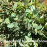 Eucalyptus trees for sale Image 4