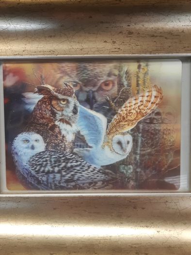 Owl holographic picture