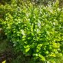 hedging Image 2