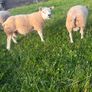 Selection of Shearling & Ram lambs Image 6