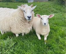 Sheep