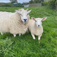 Sheep