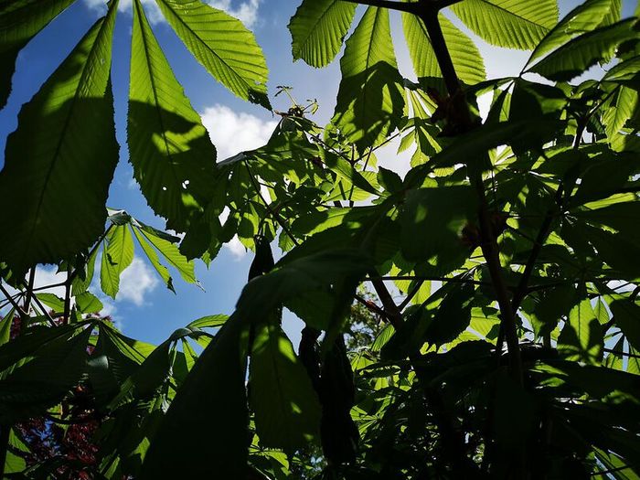 Chestnut tree