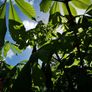 Chestnut tree Image 6
