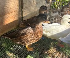 Call ducks
