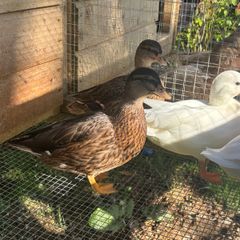 Call ducks
