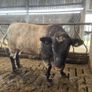 5Shorthorn Bull for sale Image 8