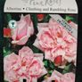 Climbing and Rambling Albertine Rose Image 2