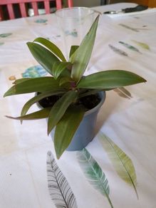 plant tradescantia