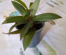 plant tradescantia