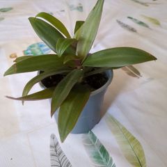 plant tradescantia