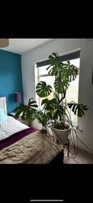 Two large healthy monstera plants