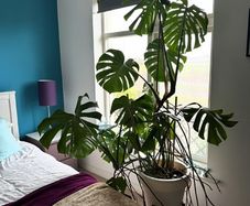 Two large healthy monstera plants