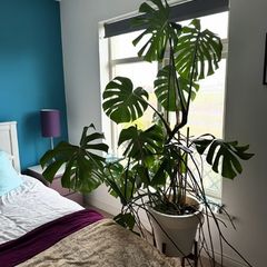Two large healthy monstera plants