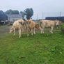 Organic  Cattle  Heifers Image 6
