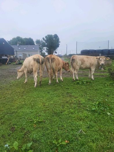 Organic  Cattle  Heifers