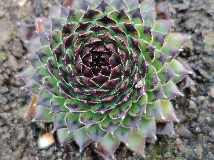 Succulent Plant
