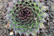 Succulent Plant