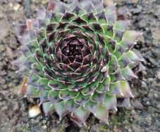 Succulent Plant