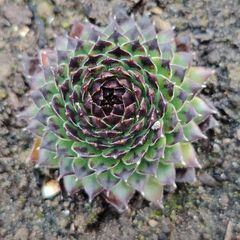 Succulent Plant