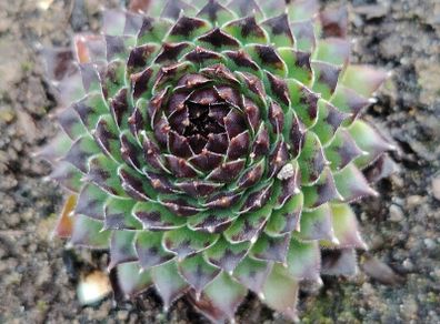 Succulent Plant
