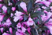 Hedging Dare to be different