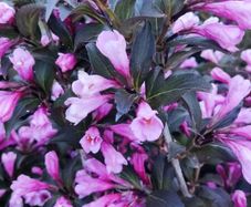 Hedging Dare to be different