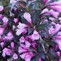 Hedging Dare to be different