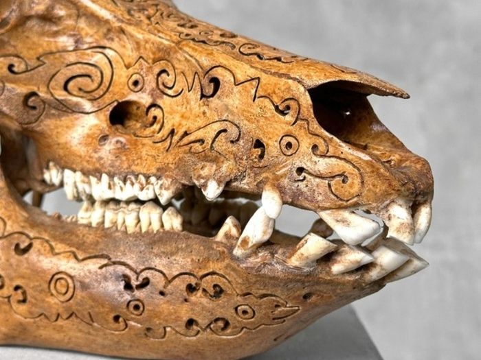 Authentic Hand Carved Wild Boar Skull - Bone