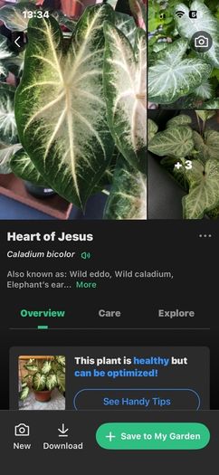 plants caladium