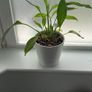 Indoor Plant Set with White Pots - Available Together or Separately Image 7
