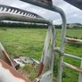 Livestock weighing scales Image 2