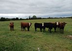 Heifers