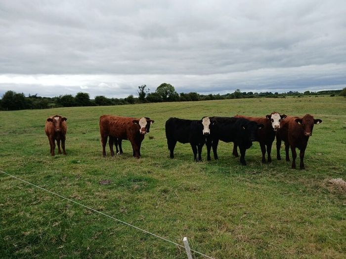 Heifers