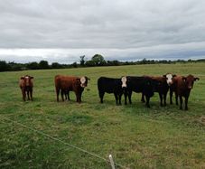 Heifers