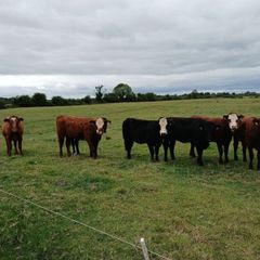 Heifers