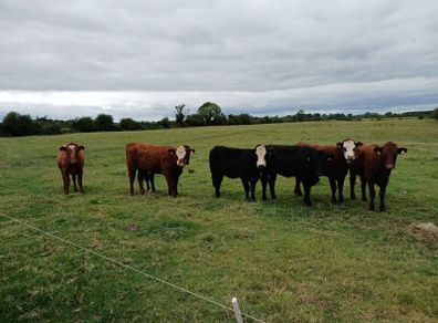 Heifers