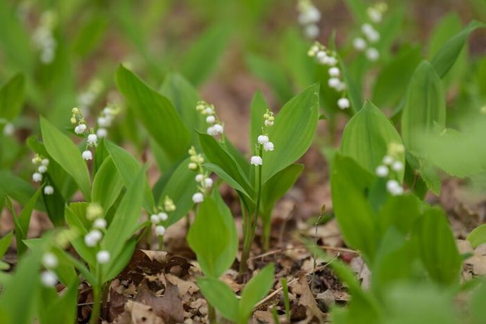 Offshoots, Divisions and Seedlings