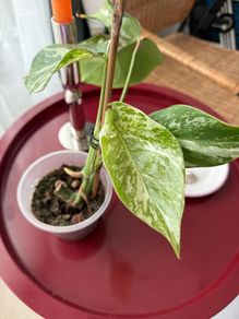 monstera variegated