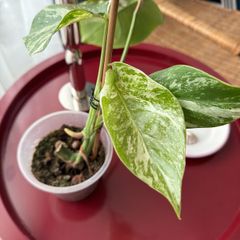monstera variegated