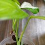No.2 Monstera Acacoyaguensis Variegated Image 4