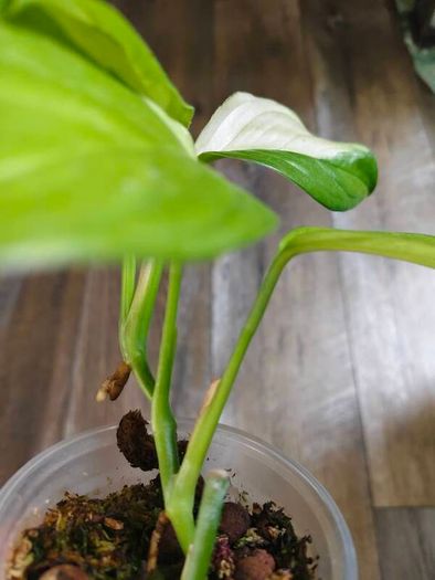 No.2 Monstera Acacoyaguensis Variegated