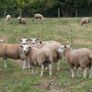 Tefrom Rams for Sale, New Zealand Maternal Sheep Image 6