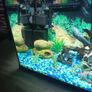 fish tank Image 6